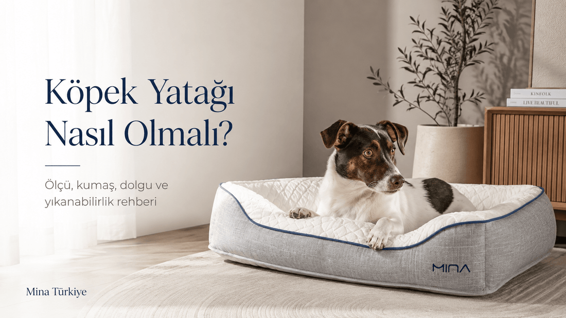 Köpek Yatağı Nasıl Olmalı? Konforlu Seçim Rehberi