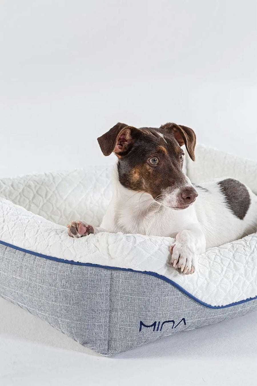 Mina Pet Bed üzerinde dinlenen köpek
